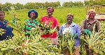 Digital tech key to boosting Ghana's agribusiness - Experts Digital tech key to boosting Ghana's agribusiness - Experts