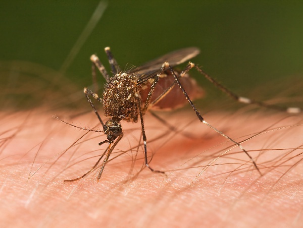 Ghana confam new mosquito breed