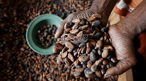 Coffee Beans9