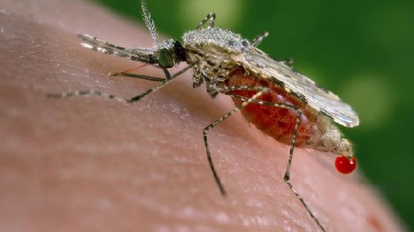Malaria is caused by a parasite spread by blood-sucking mosquitoes
