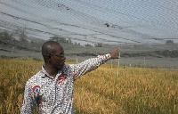 A scientist from CSIR showing some confined crops under trial