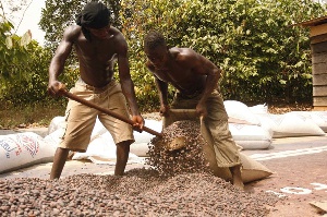 Farmers bagging cocoa beans