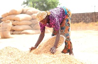 Farmers have abandoned their fields as glut locks up planting capital