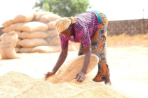 Farmers have abandoned their fields as glut locks up planting capital