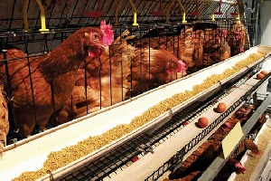 Poultry Farm Chicken