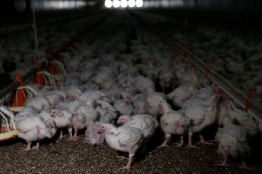 Power cuts are causing losses in South Africa's poultry industry