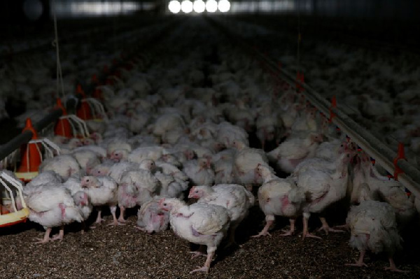 Power cuts are causing losses in South Africa's poultry industry
