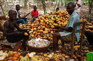 Cocoa farmers.   File photo.