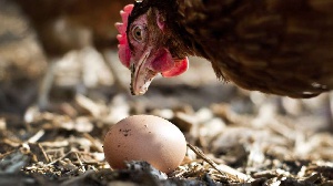 Hen Egg Nne