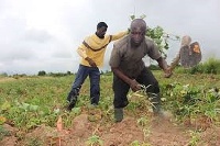 The agricultural ministry said the country will not suffer food shortage