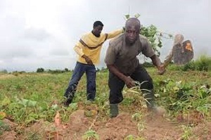 File photo of a smallholder farmer on his farm