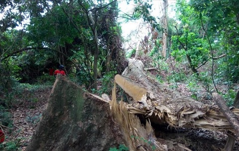 Intense patrol by forest guards is needed to check illegal lumbering and chainsaw operations