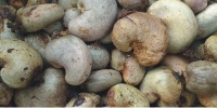 Cashew nuts.    File photo.
