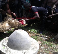 Chief led a ritual to sacrifice a ram to call on gods of the area to deal with the MP for the area