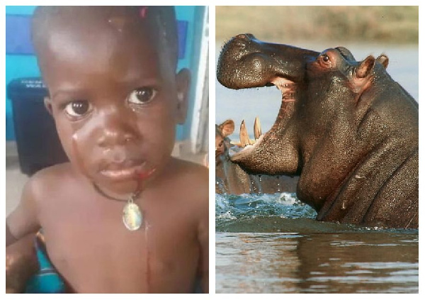 A Ugandan toddler miraculously survived after he was attacked by a hippopotamus