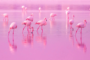 Pink Flamingos
