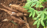 The move will provide financial assistance to cassava entrepreneurs