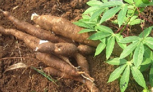 Cassava 2