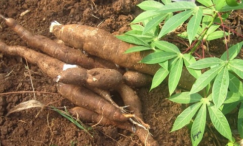 Cultivated cassava