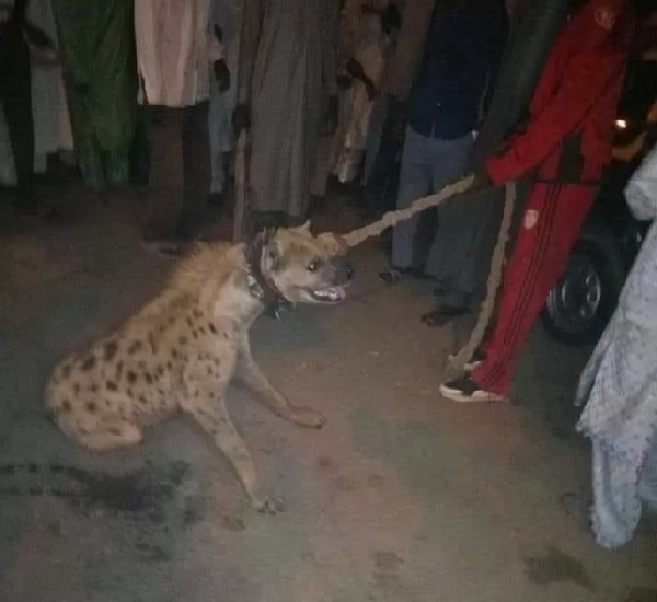 For years Hausa trado melecine pipo dey use hyena to advertise dia products