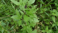 Herbs. File photo