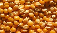 File photo of maize