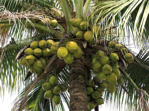 File photo: Coconuts on a tree