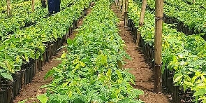 Hybrid Cocoa Seedlings 78