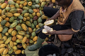 Over 1000 cocoa farmers cry out over unpaid premiums
