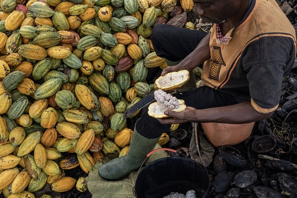 Cocoa production is a vital part of Ghana's economy