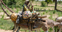 A Nomad Fulani woman travels on a donkey along Gashua road in Nigeria