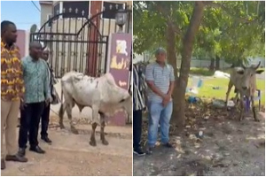 Screenshots of the presentation of cows to two of the mosques in Ayawaso West Wuogon