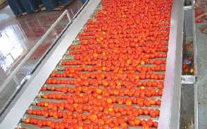Tomatoes Mahama