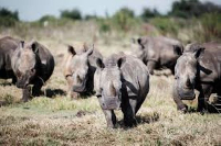 Wild white rhinos are seen at an undisclosed location in the North West Province of South Africa
