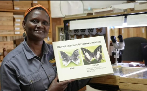 Dr Mtui has contributed to research on Tanzania’s butterfly species