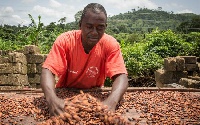 AgDevCo has given cocoa farmer financial support to purchase cocoa beans from its network