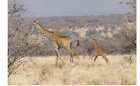 The spotless giraffe was spotted by tour guide Eckart Demasius