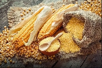 Aflatoxin contamination of above 20 percent concentration in grains is considered too high