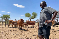 Namibia’s foot-and-mouth outbreak disrupts livestock movement and meat exports