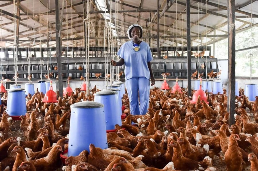 File photo of poultry farming