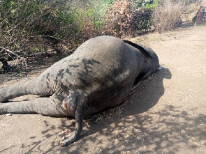 Dead Elephant Body