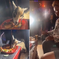 AY Poyoo's goat feeds on jollof and chicken