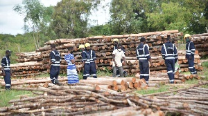 Workers at Komaza Forestry in Kilifi County, at Kenya's Coast, KEVIN ODIT | NMG