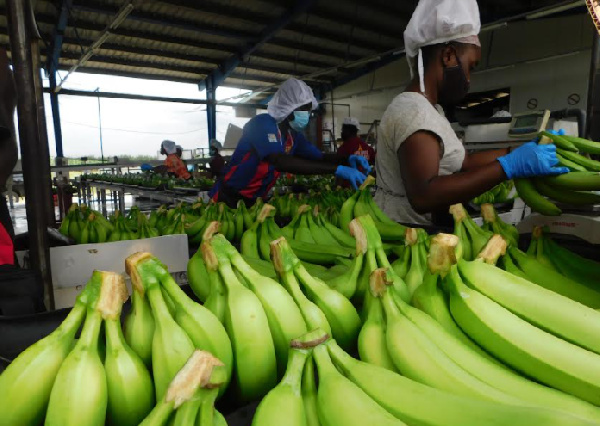 File photo of plantain