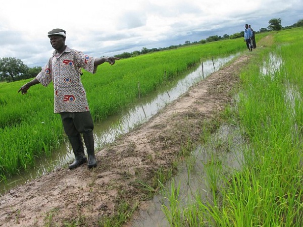 Rice farming in Ghana