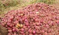 Ghana is forced to import onions from a number of African countries