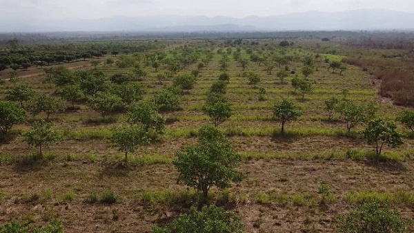 A cashew farm