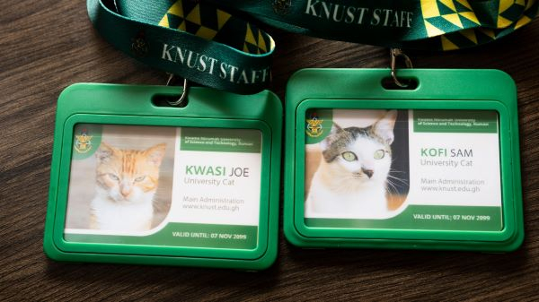 The cats have been issued ID cards