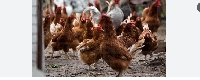 Slaughtering, plucking and handling infected poultry puts people at risk
