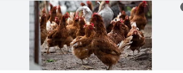 Slaughtering, plucking and handling infected poultry puts people at risk